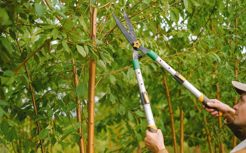 Tree trimming in Superior, IA